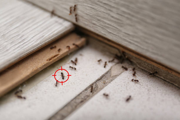 Best Flea Control Services  in Washington Heights, NY