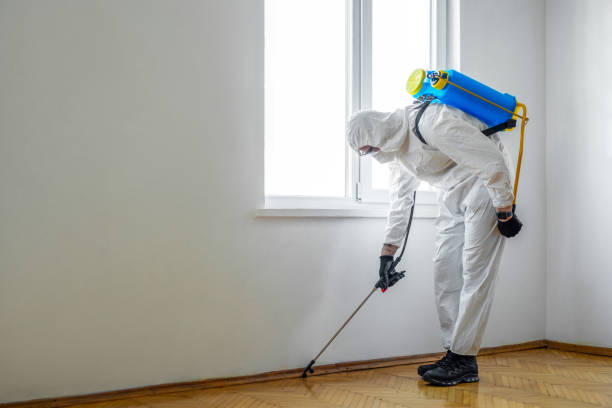 Best Local Pest Control Services  in Washington Heights, NY