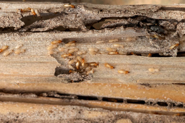Best Best Pest Control Companies  in Washington Heights, NY